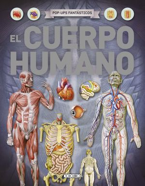 EL CUERPO HUMANO